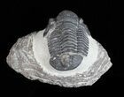 Bargain, Gerastos Trilobite Fossil - Morocco #57620-2